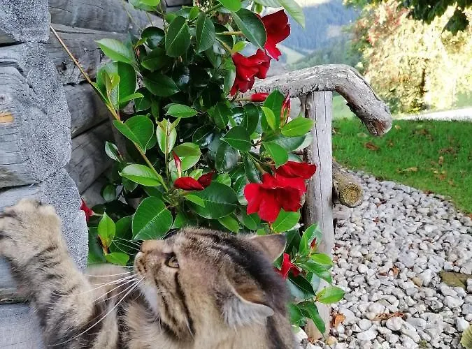 Kirchenbichlerhof Farm stay