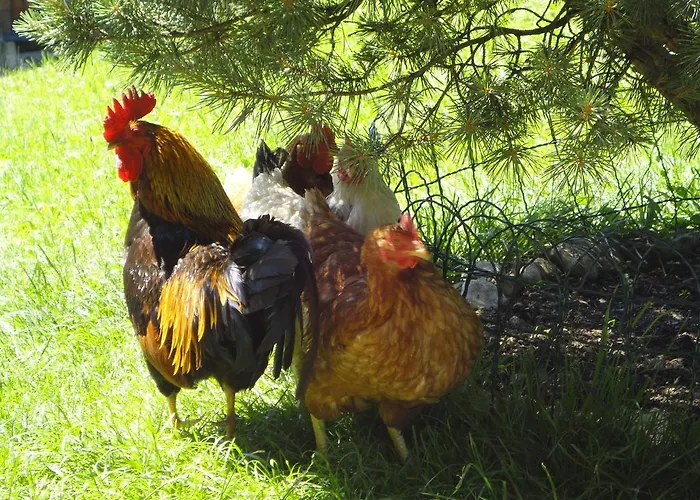 Kirchenbichlerhof Farm stay Pruggern