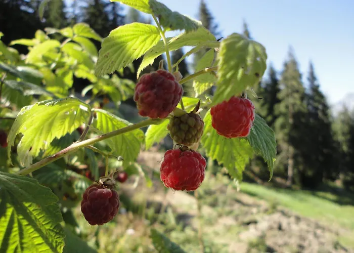 Farm stay Kirchenbichlerhof
